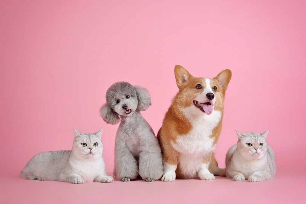 Protéger votre jardin des chiens et des chats